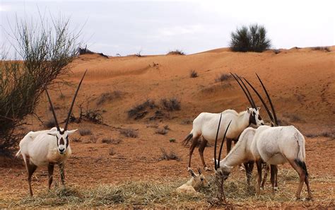 Desert Animals | Flora + Fauna | Pinterest | Desert animals, Deserts