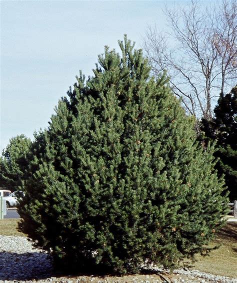 Pinus Edulis Piñon Pine 60 Bandb Fort Collins Wholesale Nursery