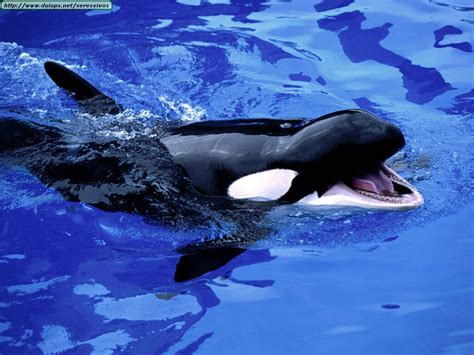Fotos De Ballenas Y Orcas I