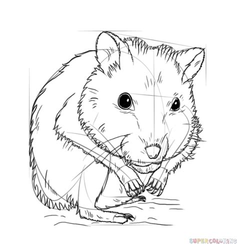 How To Draw A Dwarf Hamster Step By Step Drawing Tutorials