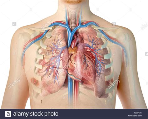 The rib cage is the arrangement of ribs attached to the vertebral column and sternum in the thorax of most vertebrates, that encloses and protects the vital organs such as the heart, lungs and great vessels. Human Anatomy Of The Lungs Stock Photos & Human Anatomy Of ...