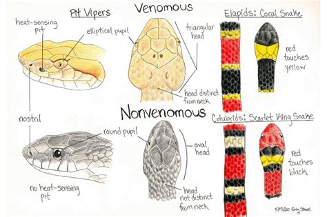 Know The Differences Between Poisonous And Non Poisonous Snakes Hot