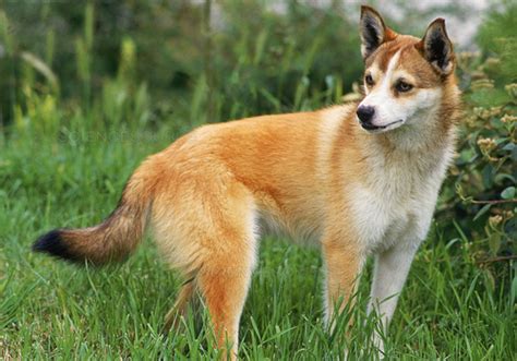 Norwegian Lundehund Dog Breed Characteristic Daily And Care Facts