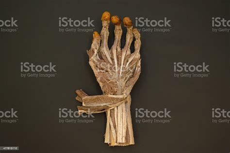 Human Left Hand Muscles Palmar View Hd Stock Photo Download Image Now