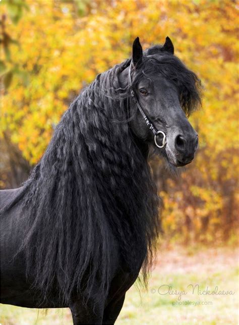 Gorgeous Black Friesian Horse Olesya Nickolaeva Horses Friesian