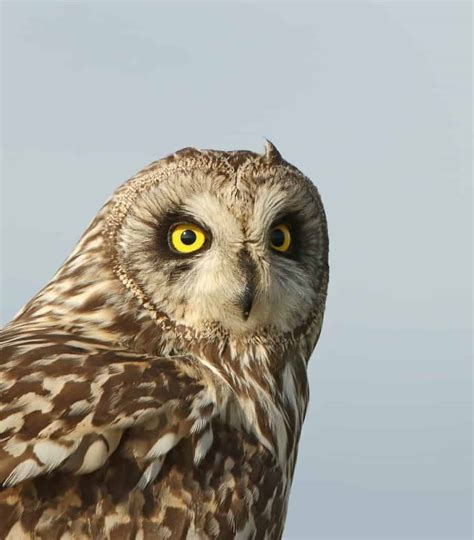 Short Eared Owl Focusing On Wildlife