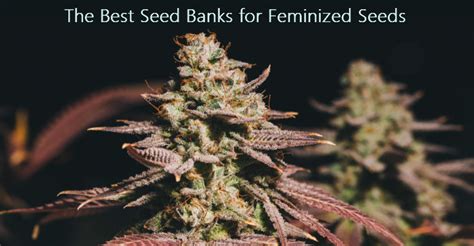 2024 Best Cannabis Seed Banks For Feminized Seeds Cnbs