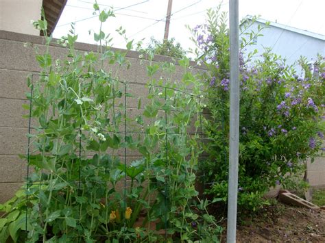Thyme To Garden Now Sugar Snap Peas In California Vs Indiana