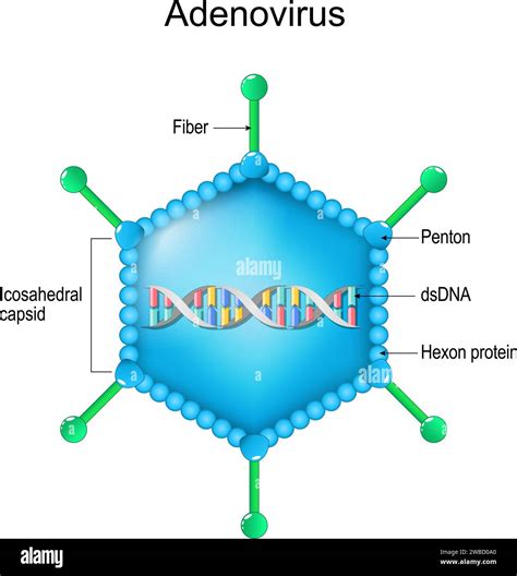 Estructura De Adenovirus Primer Plano De La Anatomía Del Virión