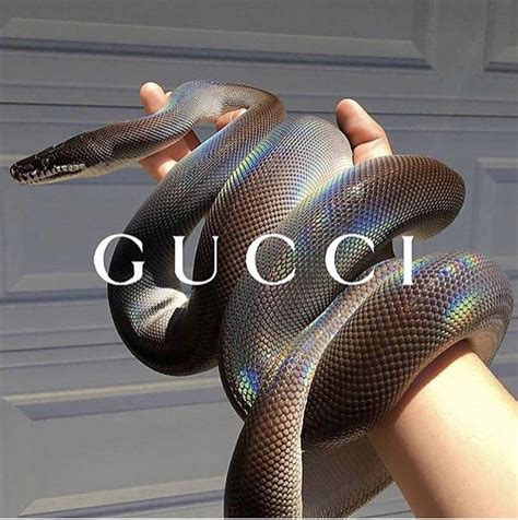 Gucci Snake Iphonepics Aesthetic Collage Photo Wall Collage