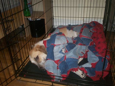 Snuggled Snuggled Up In His Crate Under The Puppy Blanket Flickr