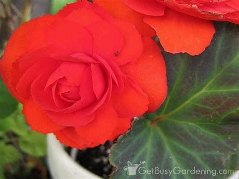 How To Care For Begonia Plants Plants Begonia Plant Care