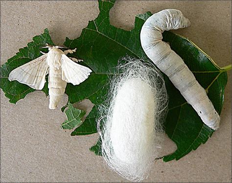 Silkmoth Cocoon Silkworm Silkworm Cocoon Silkworm Moth Mulberry Silk