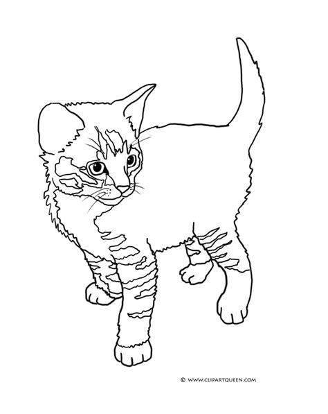 Tabby Cat Kitten Coloring Page Coloring Pages