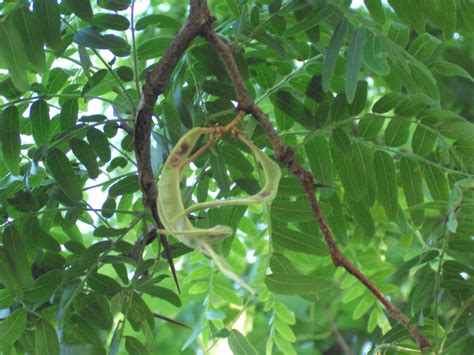 Missouri Survival The Honey Locust Thorn Tree