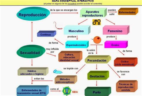 Cuadros Comparativos Entre Sistema Reproductor Femenino Y Masculino