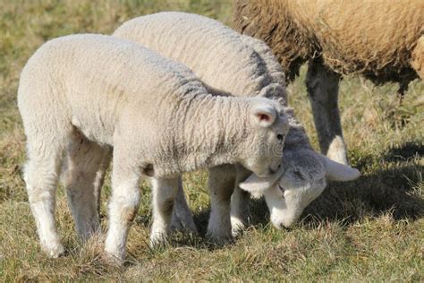 Baby Lambs Stock Photo Image Of Farm Lamb Wool Animal 70629746