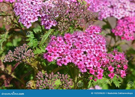 Pink Spirea Crispa Stock Image Image Of Gardenbeautiful 152559635