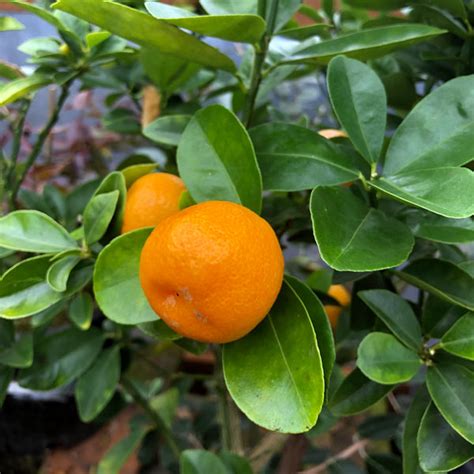 Fukushu Kumquat Citrus Tree Available At One Green World