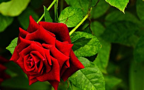 Red Beauty Emotions Flowers Gardens Life Love Nature Romance Roses Spring Wallpapers
