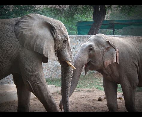 African And Indian Elephants Flickr Photo Sharing
