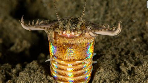 Invertebrates 8 Of The Weirdest Spineless Creatures
