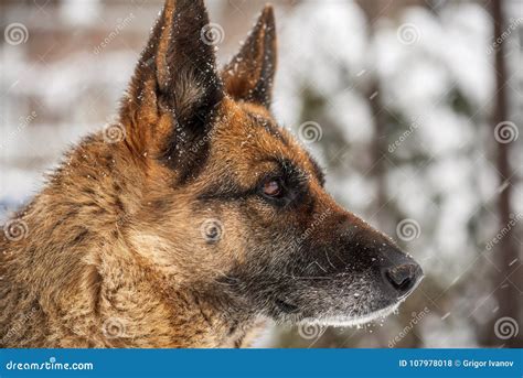 German Shepherd Dog In Snow Stock Photo Image Of Happy Hair 107978018