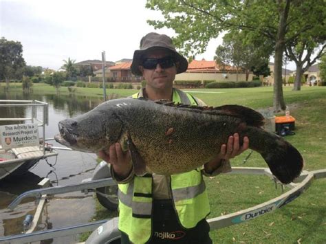 Giant Murray River Cod Found In Canning Vale Lake Bunbury Mail