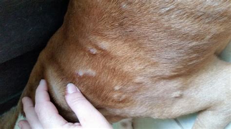 Black Crusty Scabs On Dogs Skin