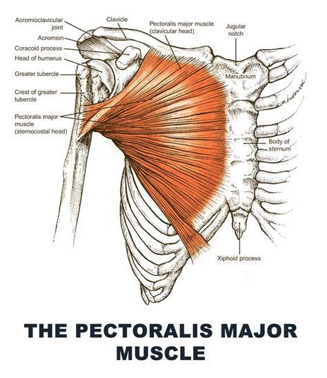 The Pectoralis Major Muscle Anatomy Images Illustrations Anatomy