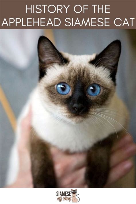 Applehead Siamese Cats Are Actually The Traditional Siamese Cats That
