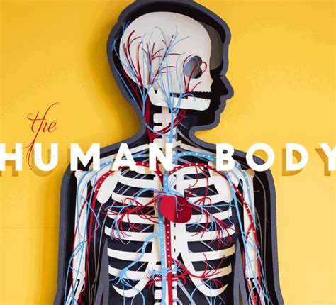 Making The Human Body App More Human Human Body App Human Body Videos Human Body Systems