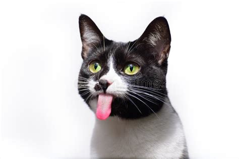 Selective Focus Of A Black And White Adorable Cat With Its Tongue Out