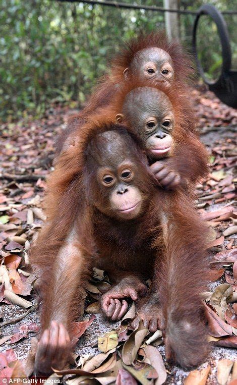 Find the top 10 most impressive animals ⭐ ¡don´t miss it! Baby orangutans cuddle after escaping from Indonesian ...