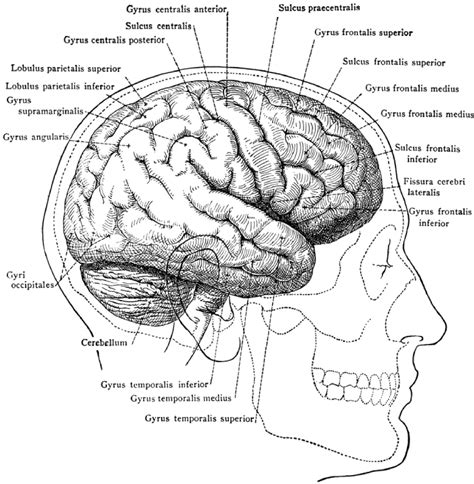 Human Brain Illustrations Medicalndx