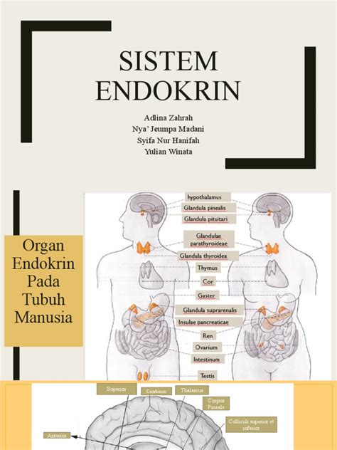 Anatomi Endokrin Pdf Pituitary Gland Hypothalamus