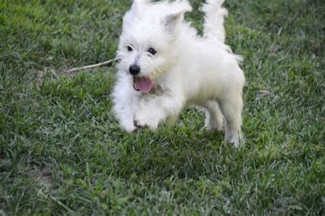 Willies First Time In The Grass Westie Maltese Mix Maltese Mix