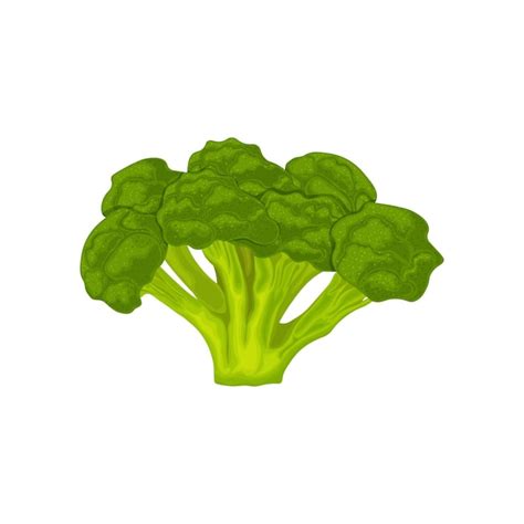 Brócoli Imagen De Brócoli Maduro Vitamina Vegetal Alimentos Orgánicos