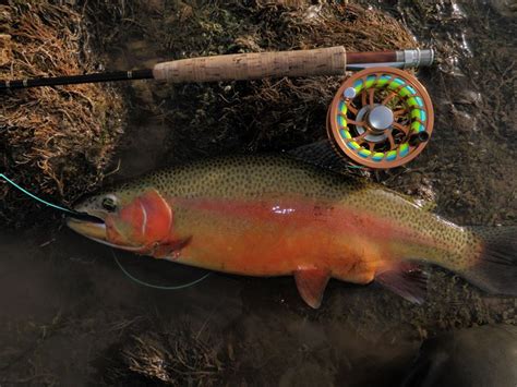 We did not find results for: Green River Float Trip with Utah Fish Chaser - Green River ...