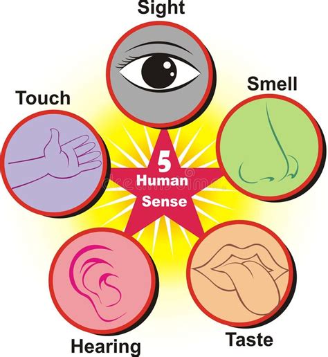 Five Senses Of Human Perception Poster Icons Taste And Hear Stock