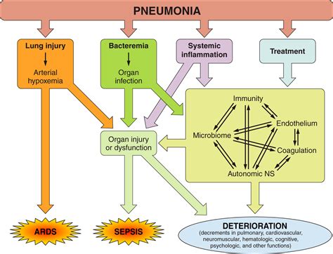 Integrative Physiology Of Pneumonia Physiological Reviews