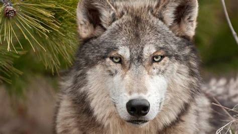 How Much Do You Know About Wolves Mnn Mother Nature Network