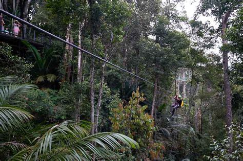 The penang hill hike is beautiful and doable by most. Flight of the Colugo Penang Hill Zipline @ the Habitat ...