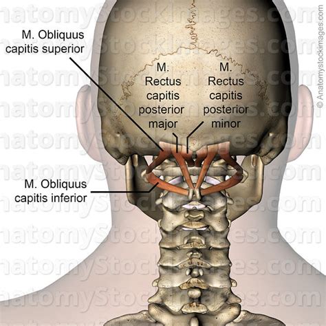 Anatomy Stock Images Head Suboccipital Muscles Musculus Obliquus