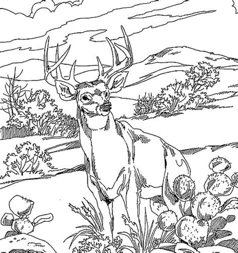 White Tailed Deer Coloring Pages To Print - Coloring Home