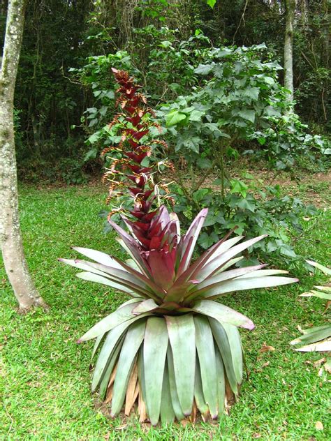 Alcantarea Imperialis Stunning Tropical Giant Bromeliad Etsy
