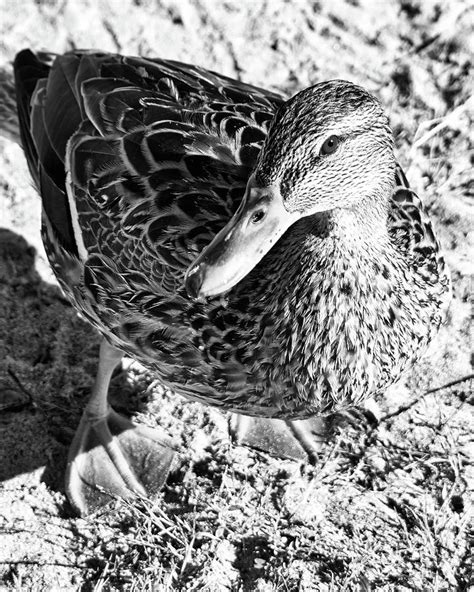 Observed By A Duck Photograph By Frederick Belin Fine Art America