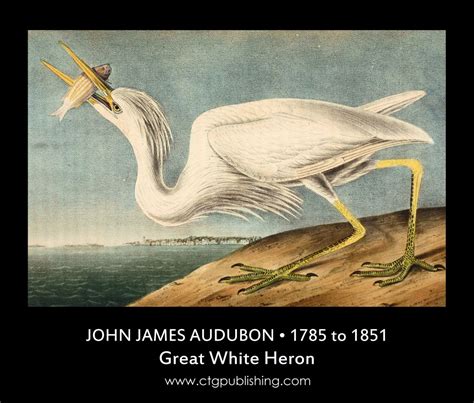 Heron Illustrations By John James Audubon Circa 1840