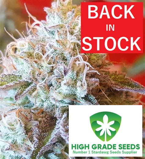 Buy Strawberry Stardawg Cannabis Seeds Uk Manchester Cannabis Seeds