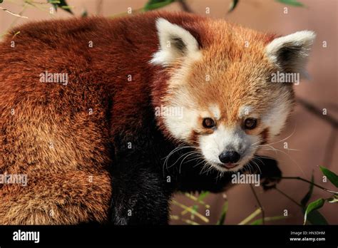 Red Pandas Can Be Counted On For Cute This One Is From The Oklahoma